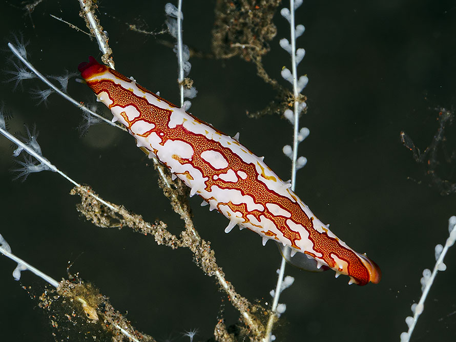 Pellasimnia improcera